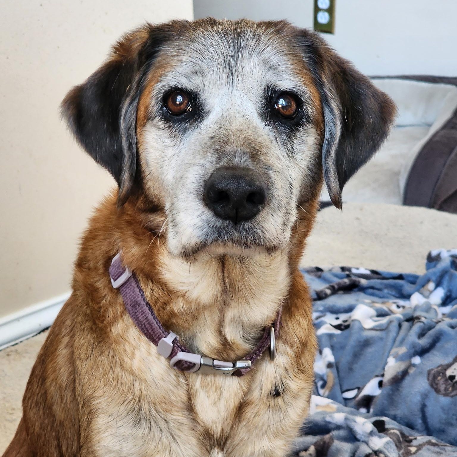 Enlarge Faye, a ADOPTABLE mixed breed in Brentwood, TN image 3/3