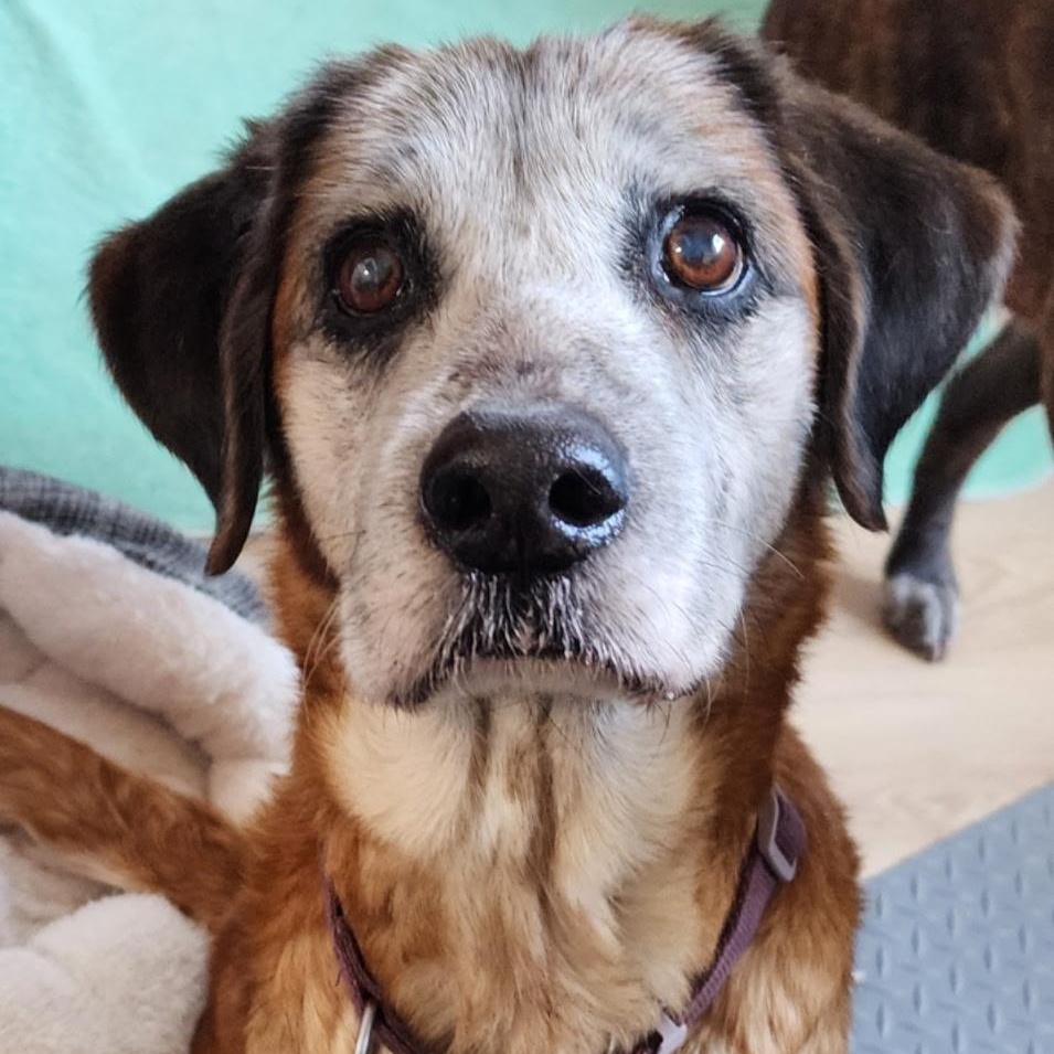 Faye, a ADOPTABLE mixed breed in Brentwood, TN image 2/3