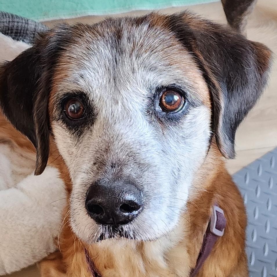 Faye, a ADOPTABLE mixed breed in Brentwood, TN image 3/3