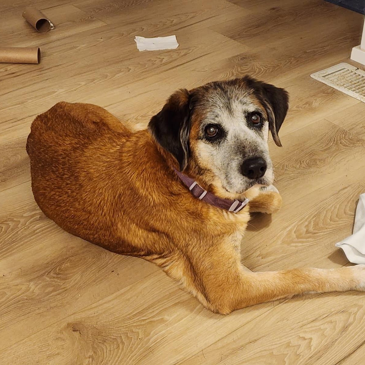 Faye, ADOPTABLE, Senior Female Labrador Retriever.