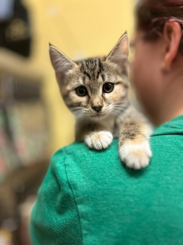 Hazel, Adoptable, Young Female Domestic Short Hair.