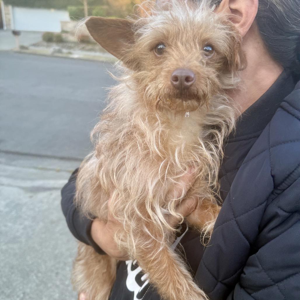 Sweetie, Adoptable, Adult Female Terrier & Chihuahua.