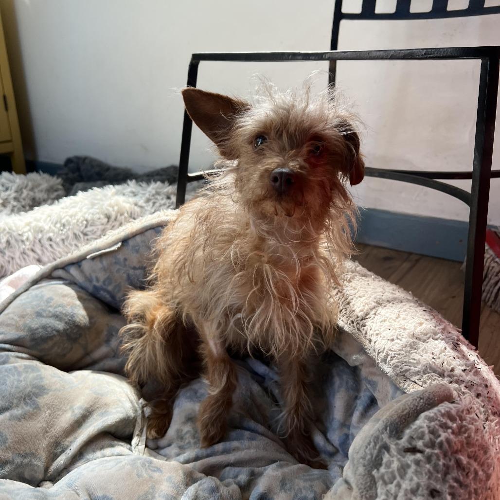 Sweetie, a Adoptable mixed breed in Sonoma, CA image 2/4