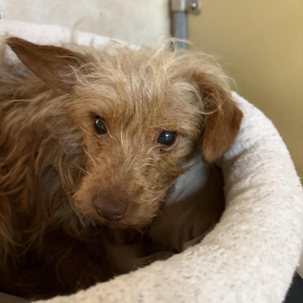 Sweetie, a Adoptable mixed breed in Sonoma, CA image 3/4