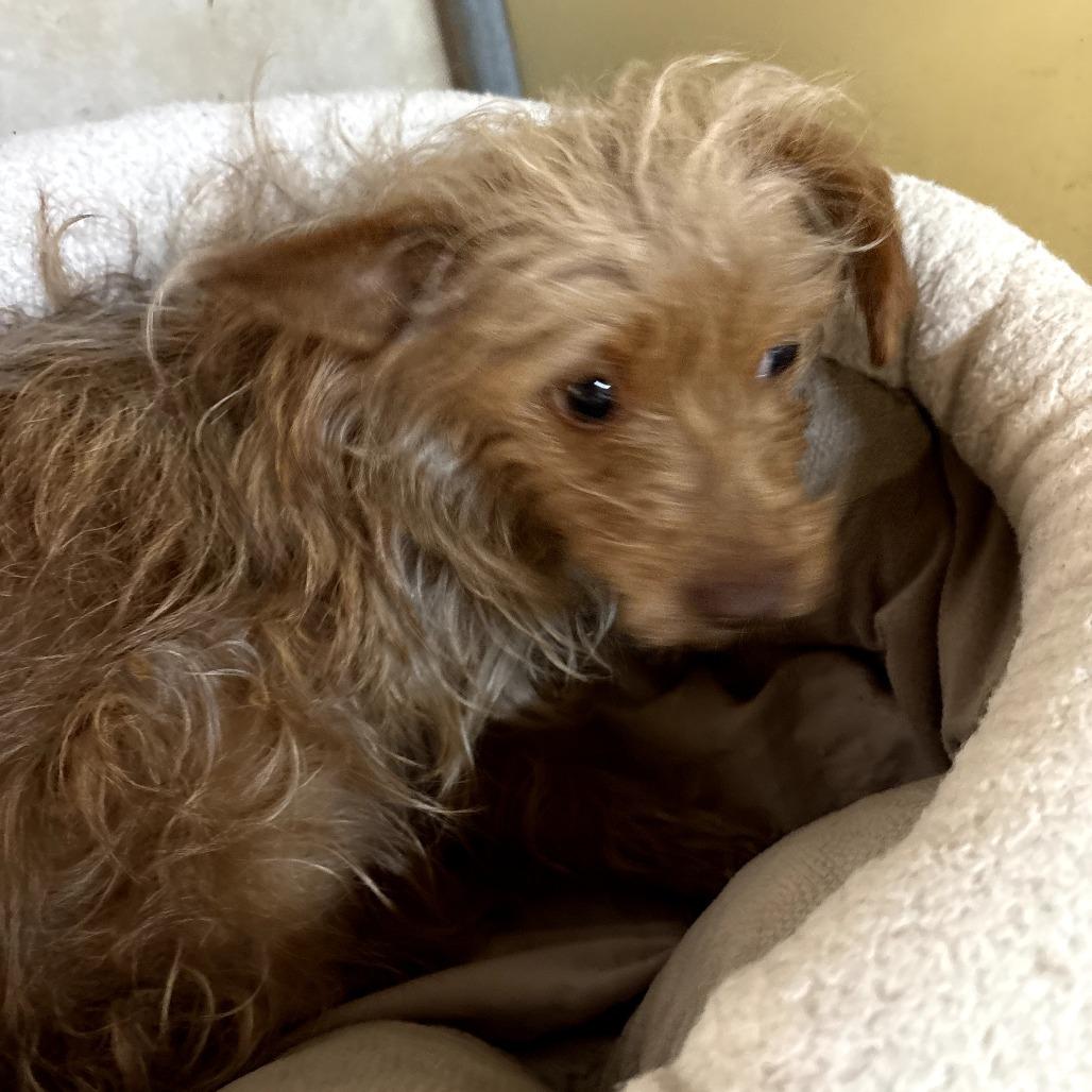 Sweetie, a Adoptable mixed breed in Sonoma, CA image 4/4