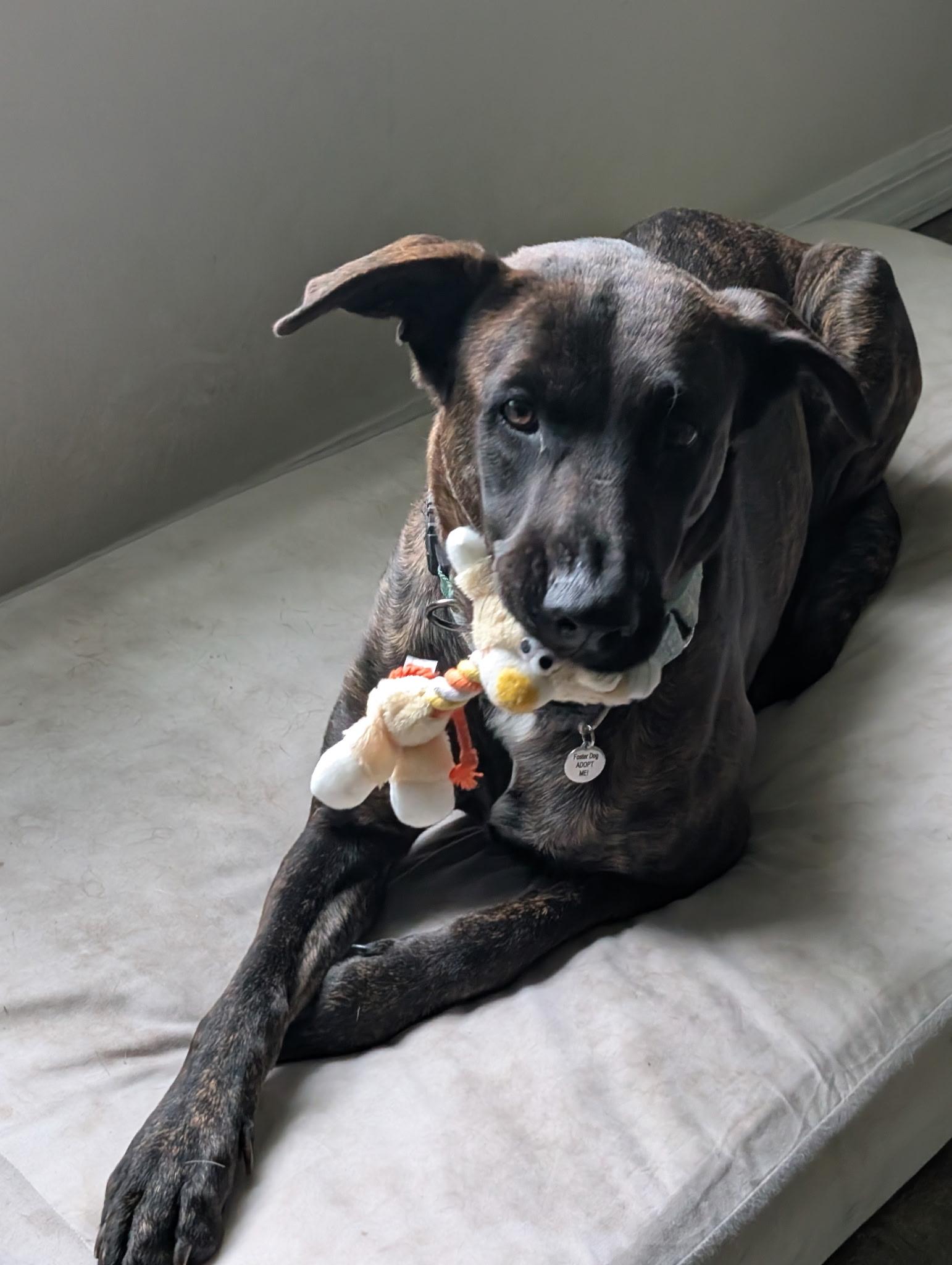 Mama Mia, Adoptable, Young Female Dutch Shepherd.