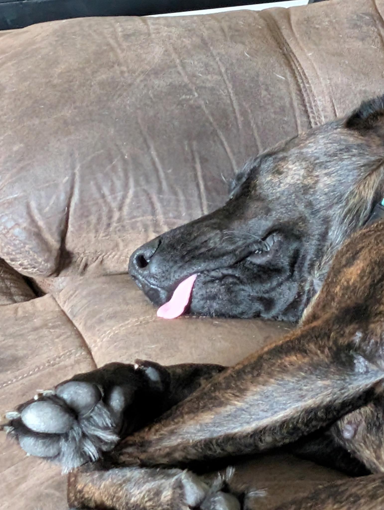 Mama Mia, a Adoptable mixed breed in Port Saint Lucie, FL image 5/5