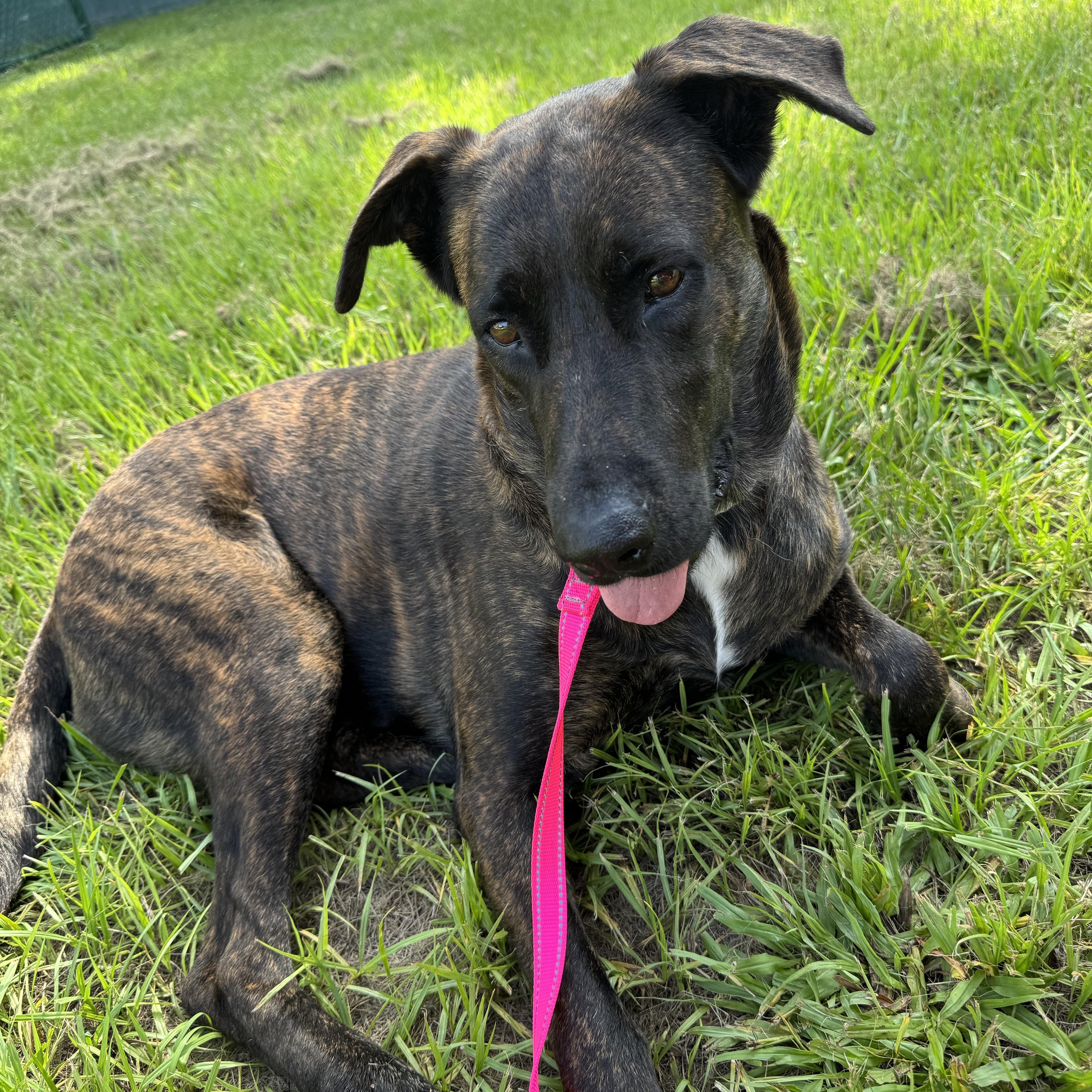 Enlarge Mia, a Adoptable mixed breed in Port Saint Lucie, FL image 6/6
