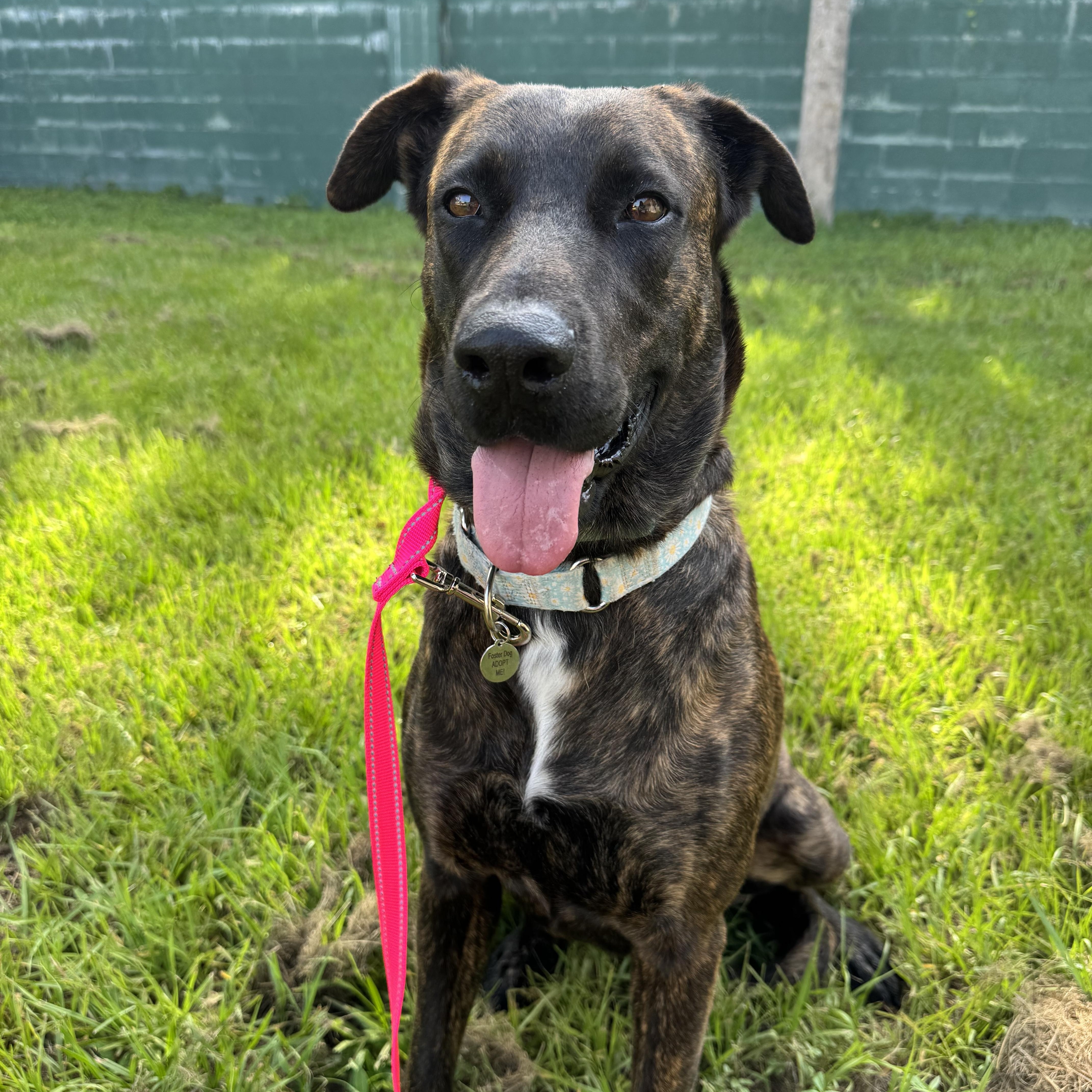 Enlarge Mia, a Adoptable mixed breed in Port Saint Lucie, FL image 1/6