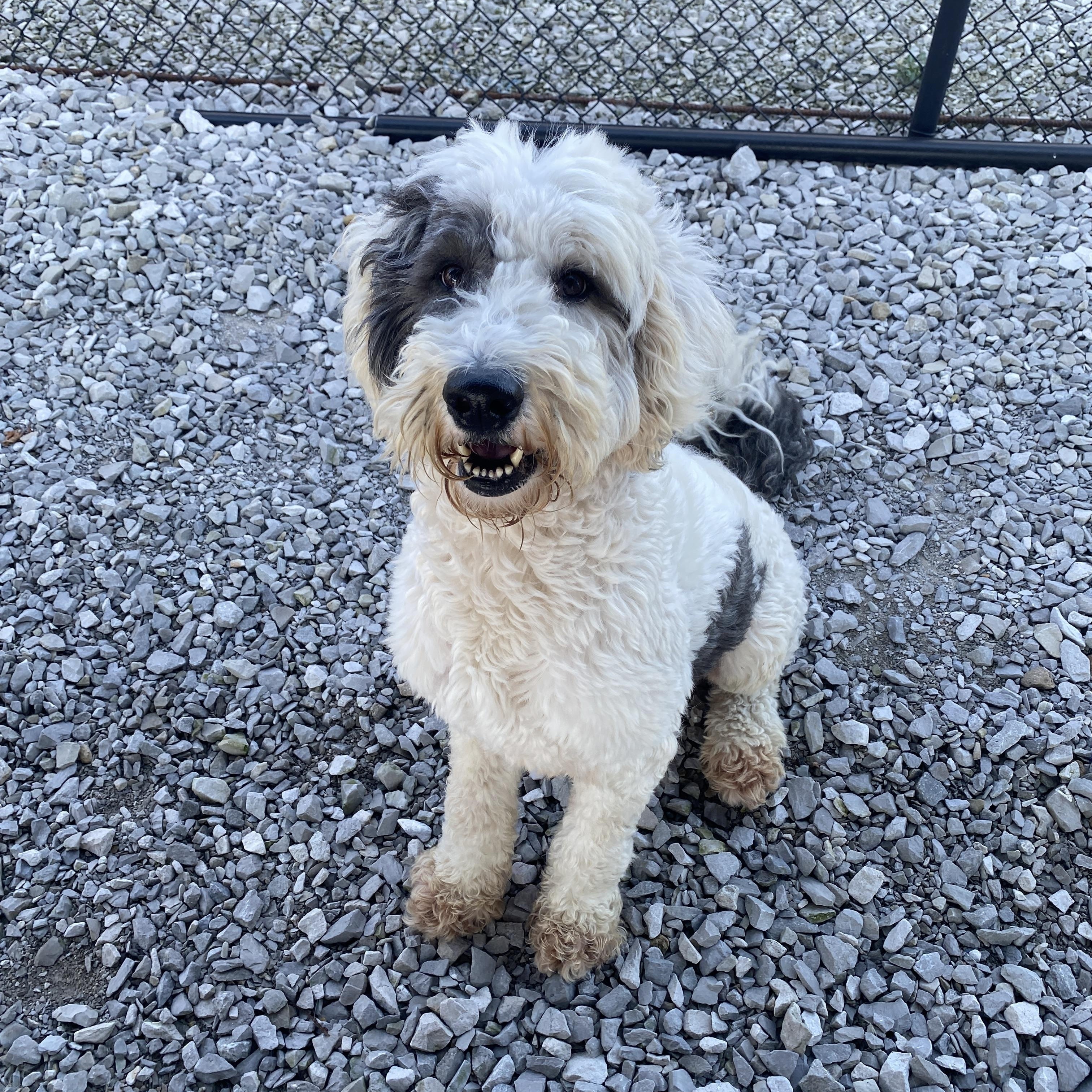 Jasper, an adoptable Sheepadoodle in Hartford, KY, 42347 | Photo Image 2