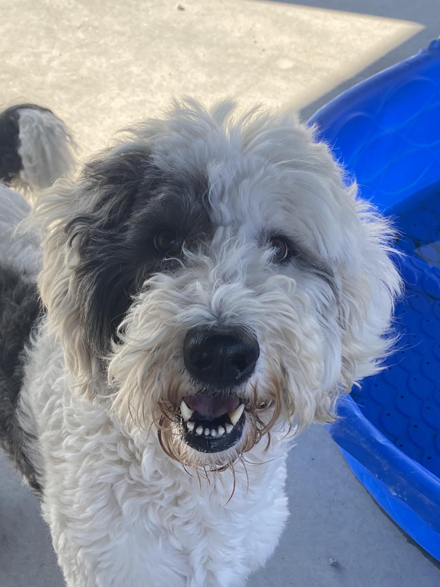 Jasper, an adoptable Sheepadoodle in Hartford, KY, 42347 | Photo Image 1