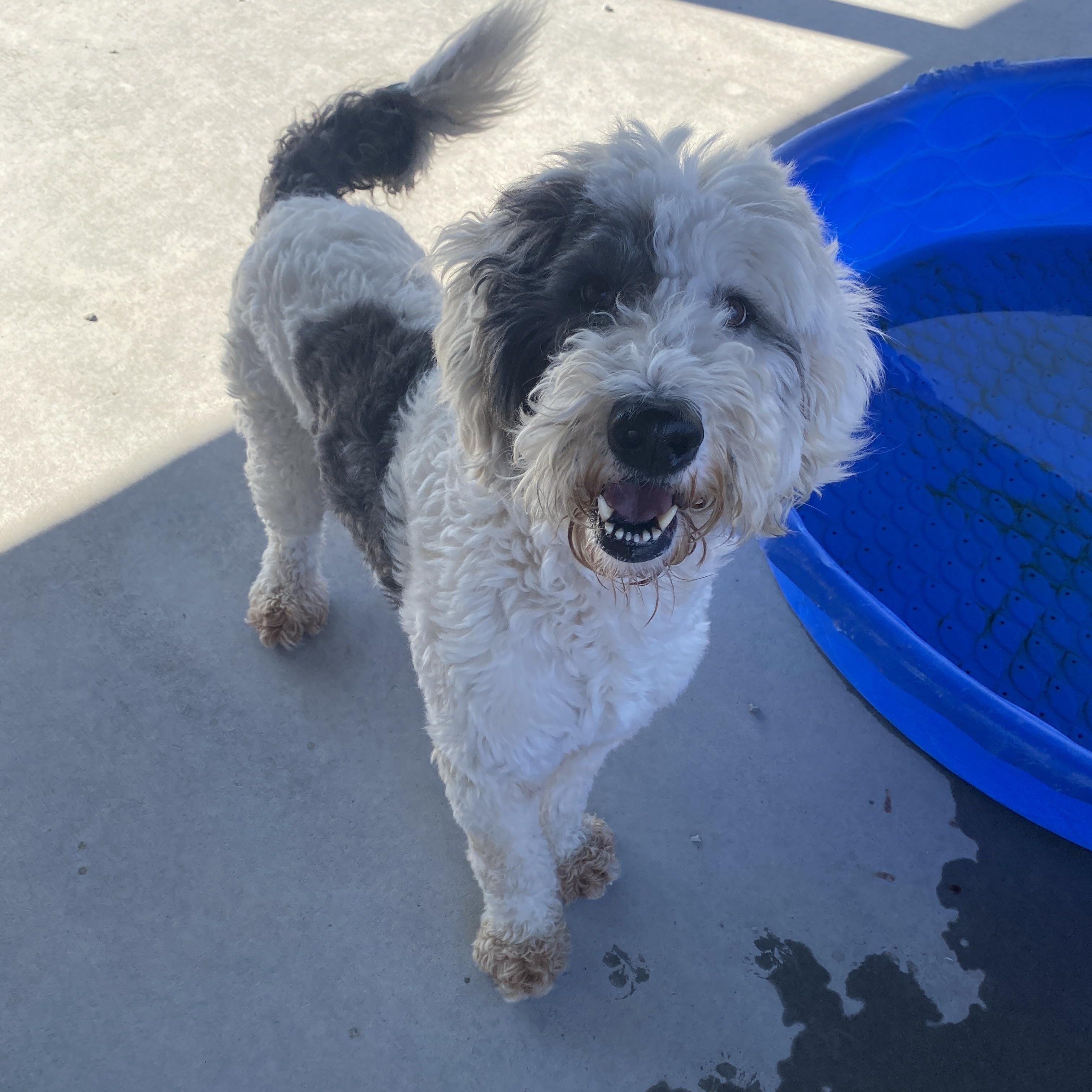 Jasper, an adoptable Sheepadoodle in Hartford, KY, 42347 | Photo Image 4