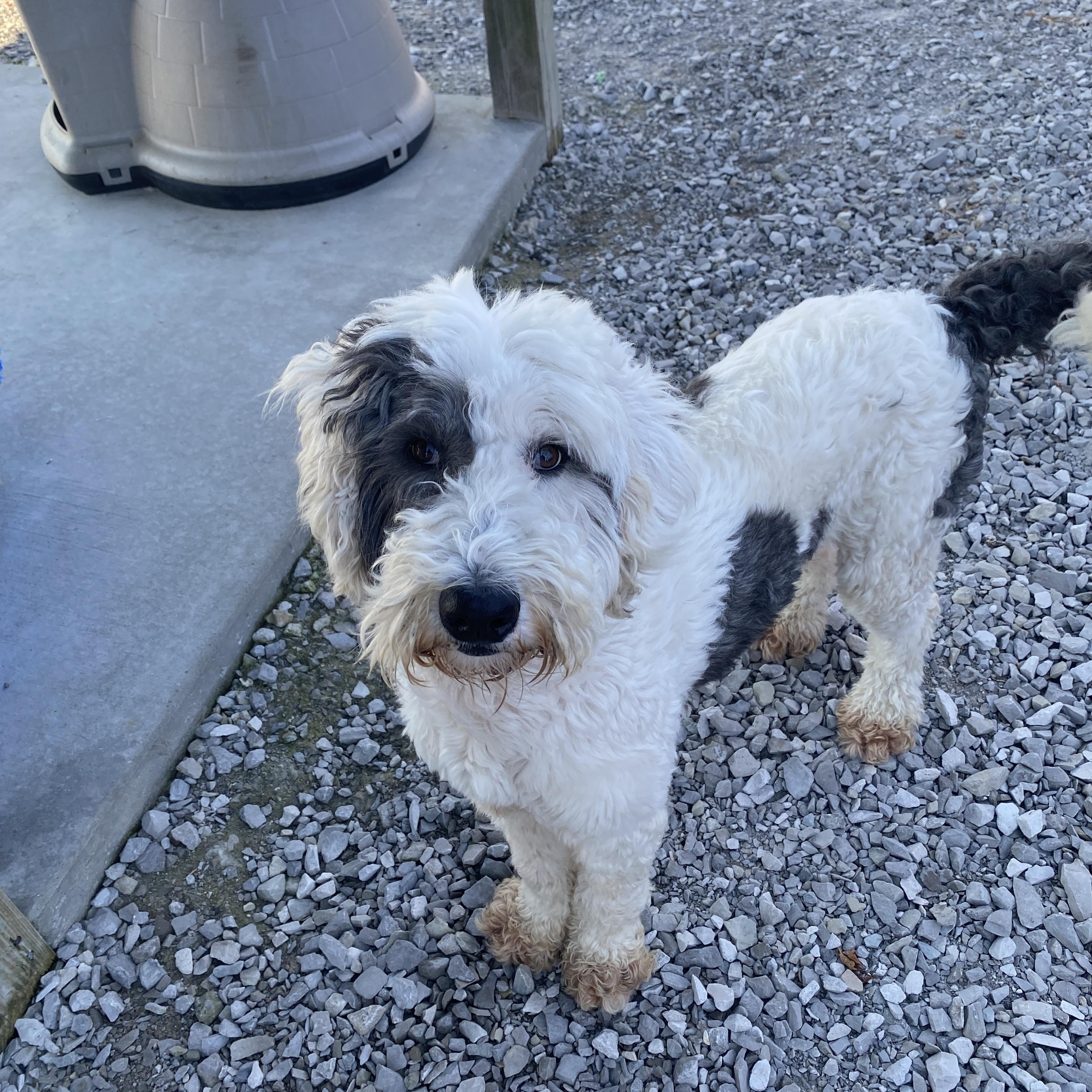 Jasper, an adoptable Sheepadoodle in Hartford, KY, 42347 | Photo Image 3