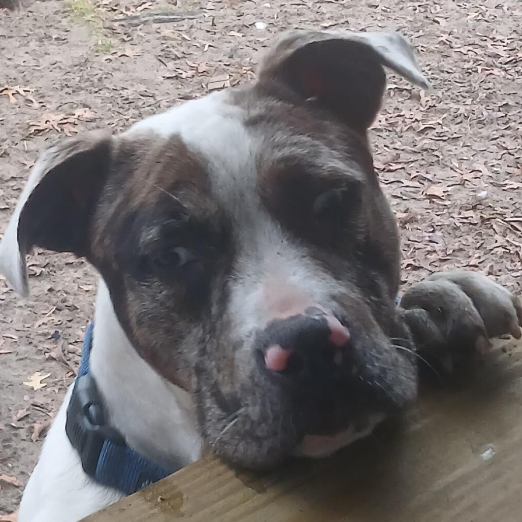 Enlarge Halina, a Adoptable Mixed Breed in Williston, FL image 1/6