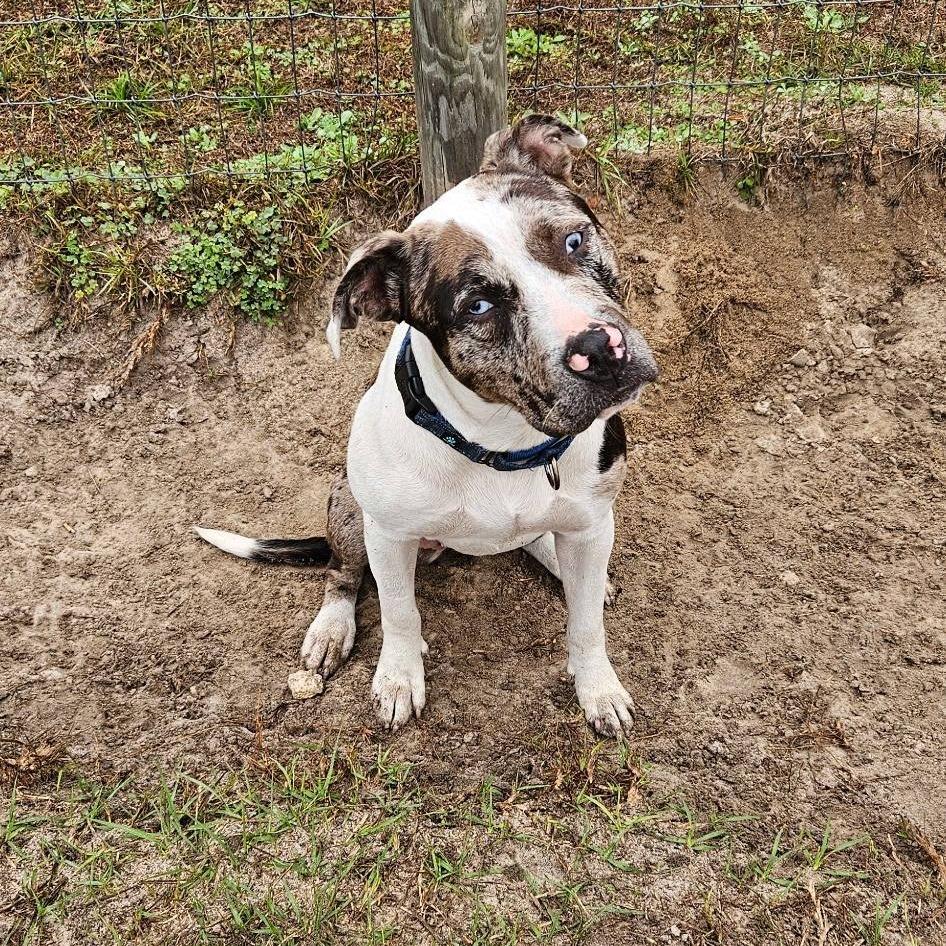 Enlarge Halina, a Adoptable Mixed Breed in Williston, FL image 2/6