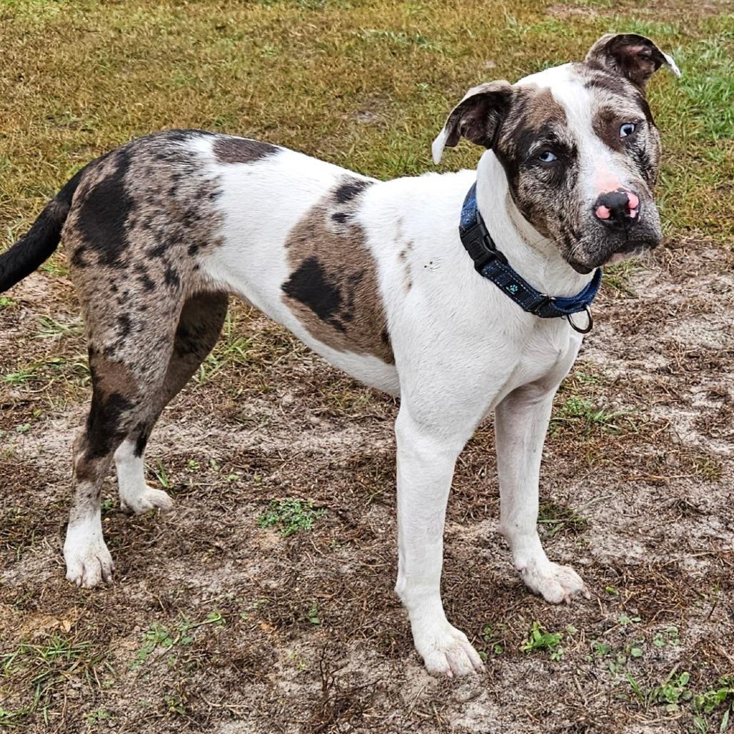 Enlarge Halina, a Adoptable Mixed Breed in Williston, FL image 4/6