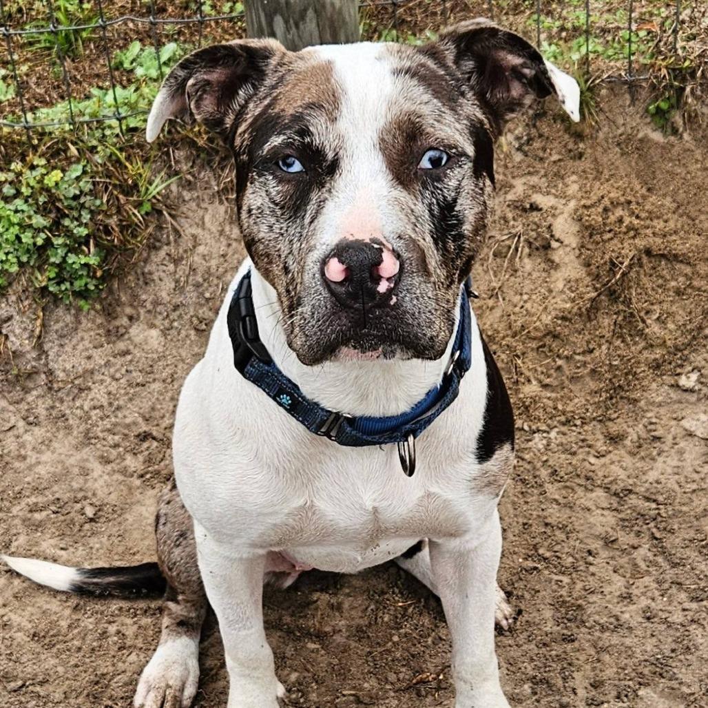 Enlarge Halina, a Adoptable Mixed Breed in Williston, FL image 5/6