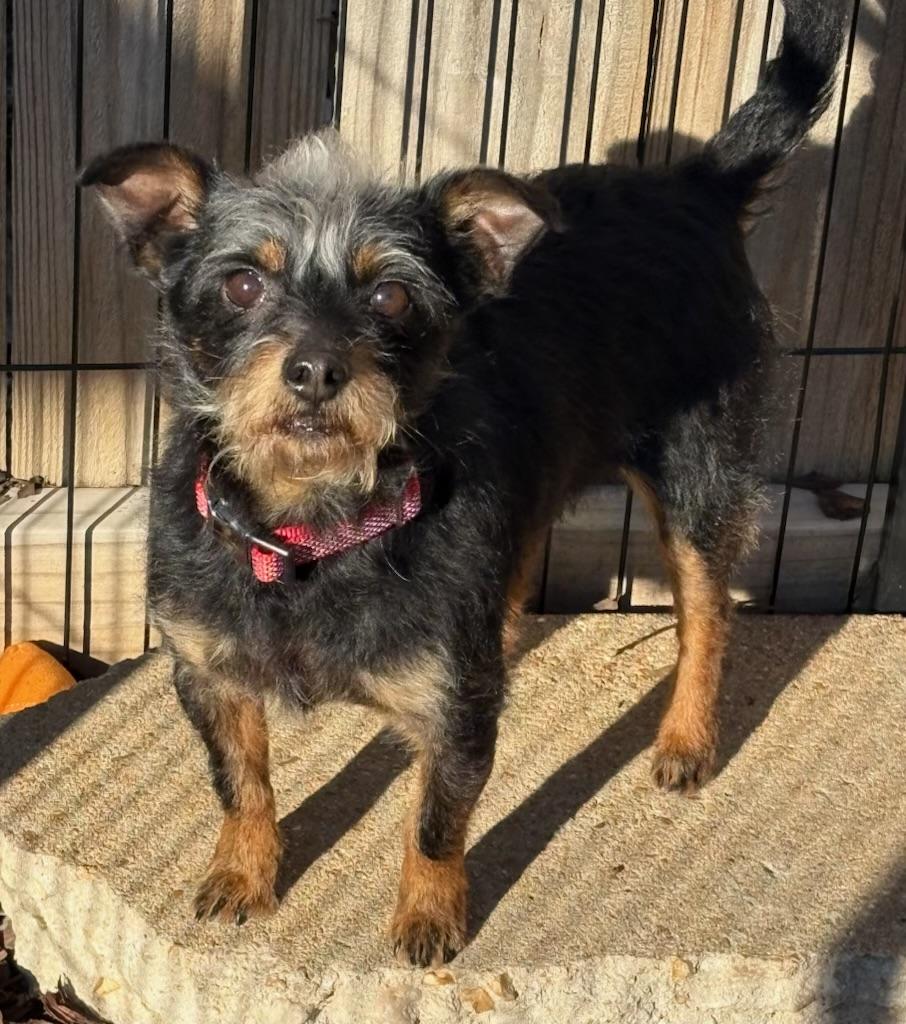 Enlarge Juno Dash , an adopted mixed breed in Saint Louis, MO image 2/4