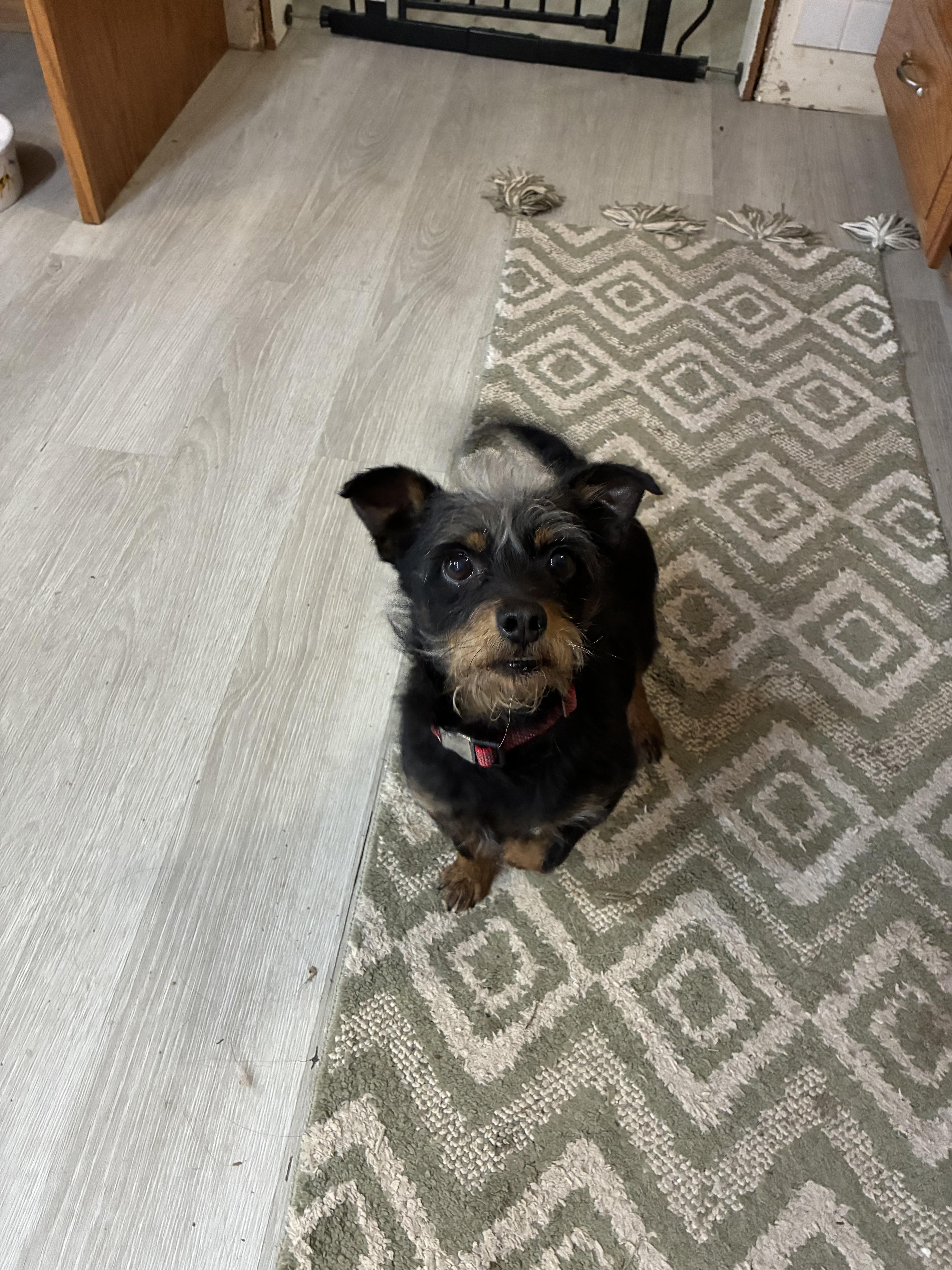 Enlarge Juno Dash , an adopted mixed breed in Saint Louis, MO image 3/4