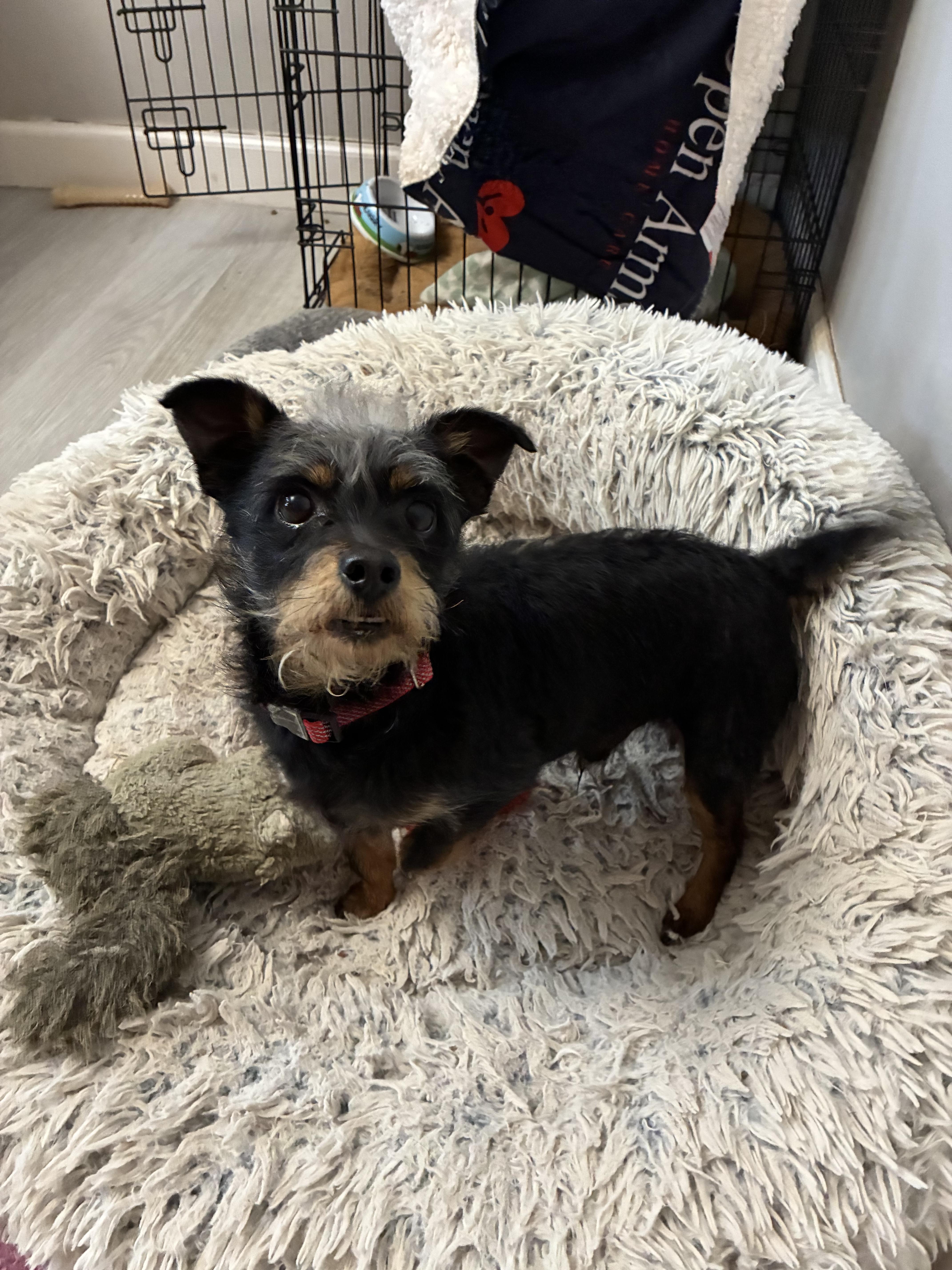 Enlarge Juno Dash , an adopted mixed breed in Saint Louis, MO image 4/4