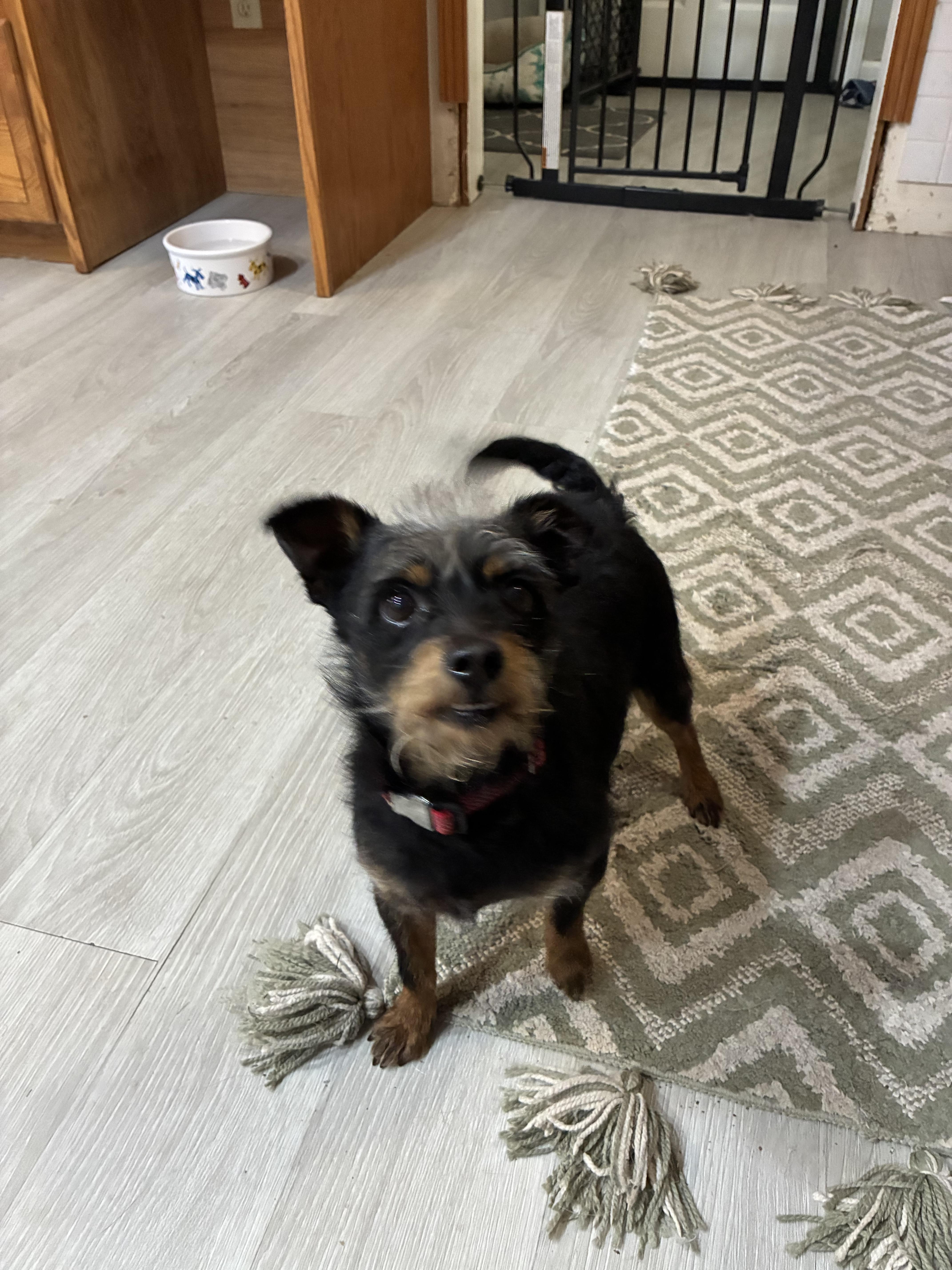 Enlarge Juno Dash , an adopted mixed breed in Saint Louis, MO image 1/4