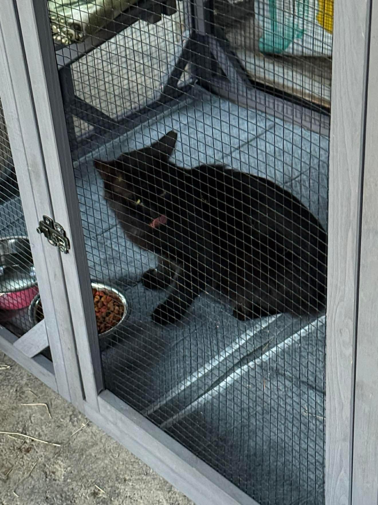 Ace, ADOPTABLE, Adult Male Domestic Long Hair.