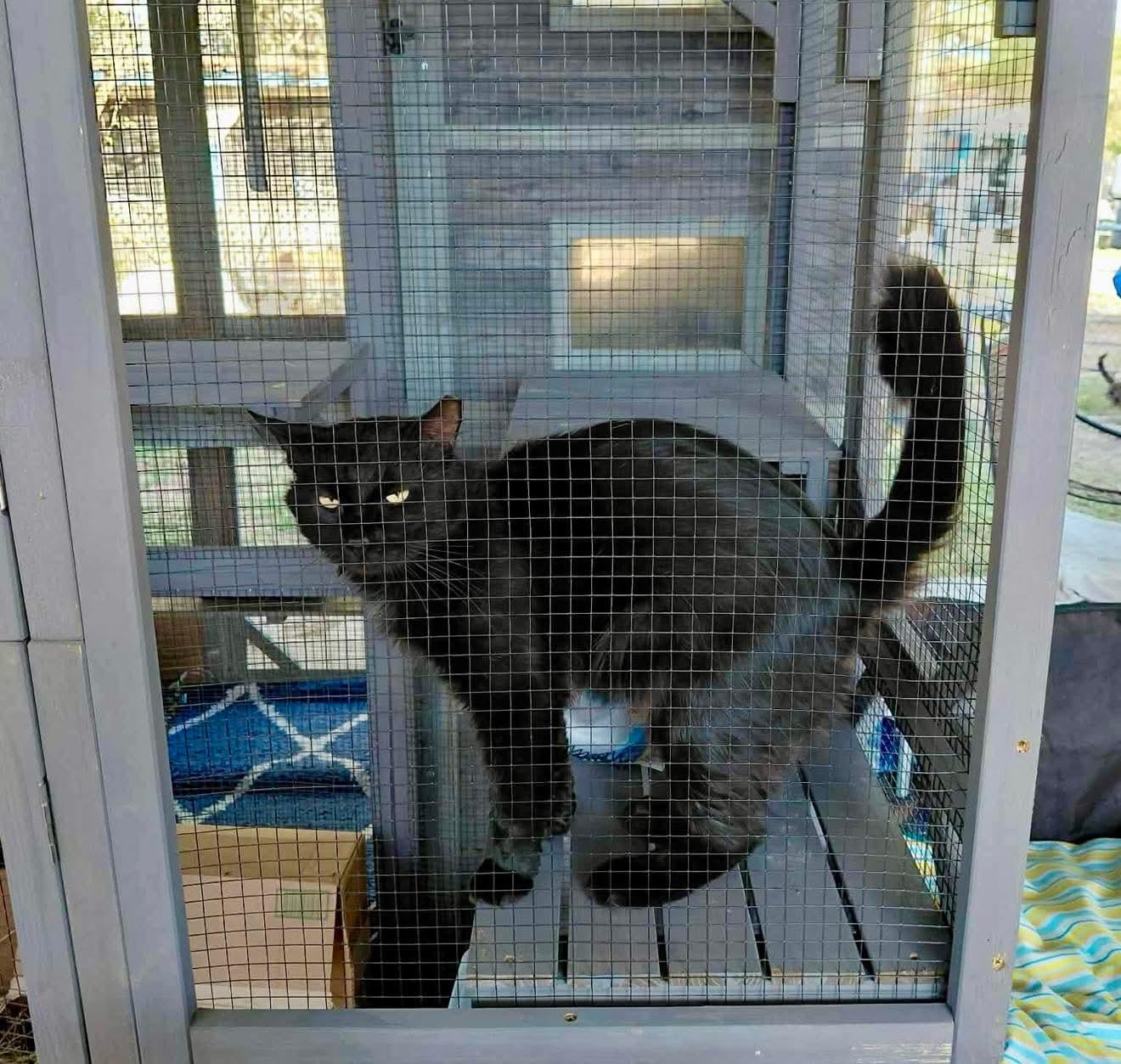 Ace, a ADOPTABLE Domestic Long Hair in Spring, TX image 2/4