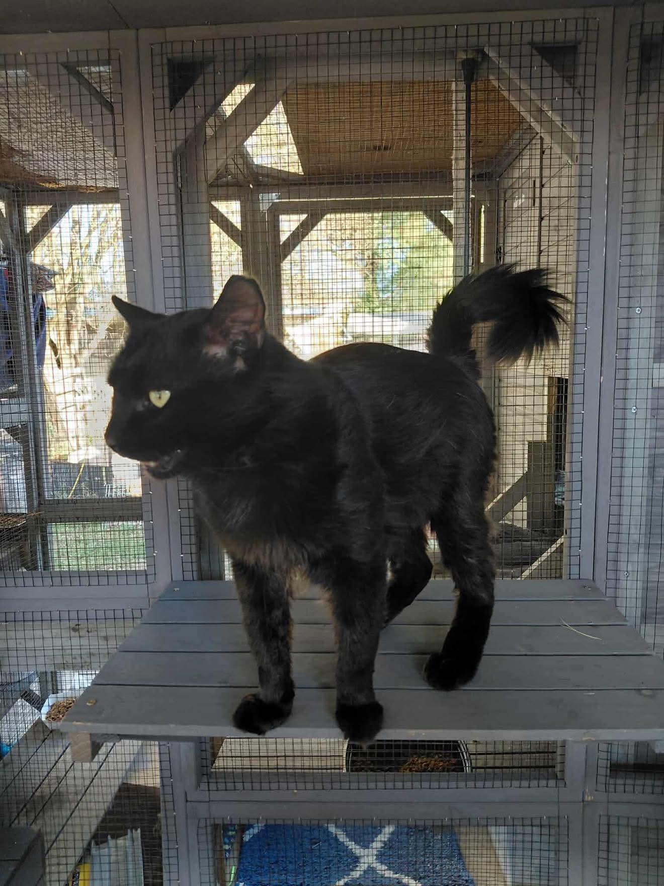 Ace, a ADOPTABLE Domestic Long Hair in Spring, TX image 3/4