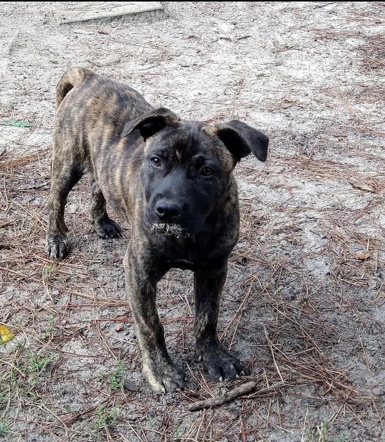 Enlarge Sasha, a Adoptable mixed breed in North Augusta, SC image 2/4