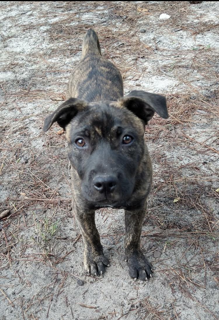 Enlarge Sasha, a Adoptable mixed breed in North Augusta, SC image 3/4