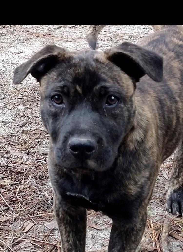 Enlarge Sasha, a Adoptable mixed breed in North Augusta, SC image 4/4