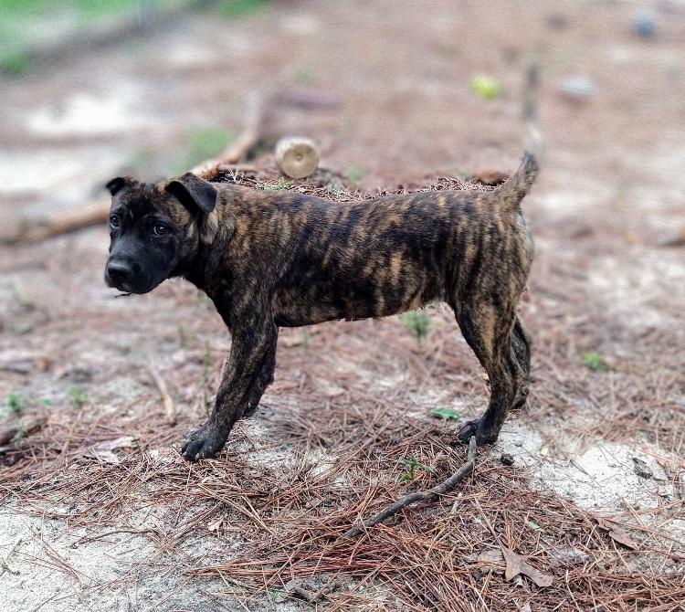 Sasha, Adoptable, Puppy Female Terrier & American Bulldog.