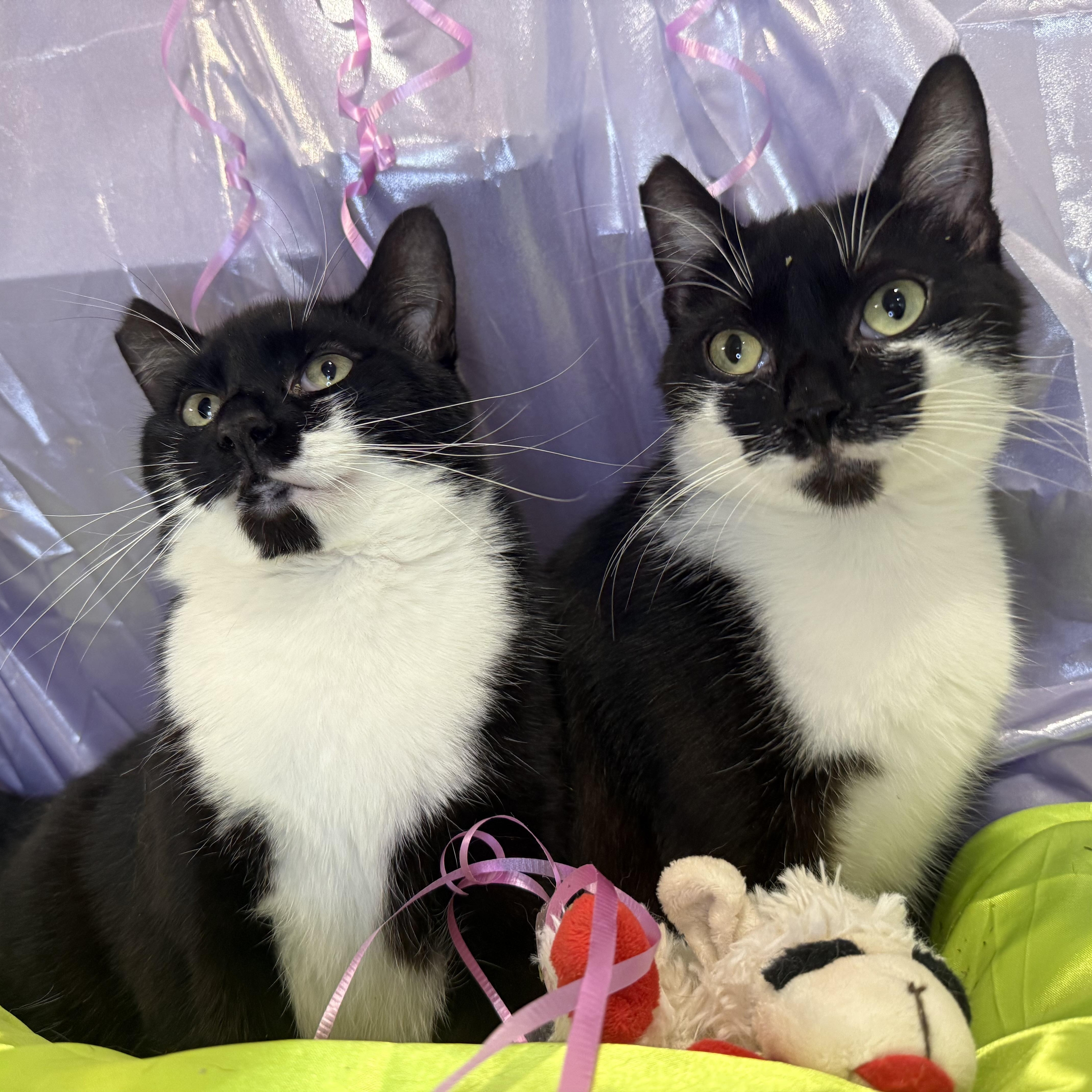 Celeste & Camille THE ORCA SISTERS