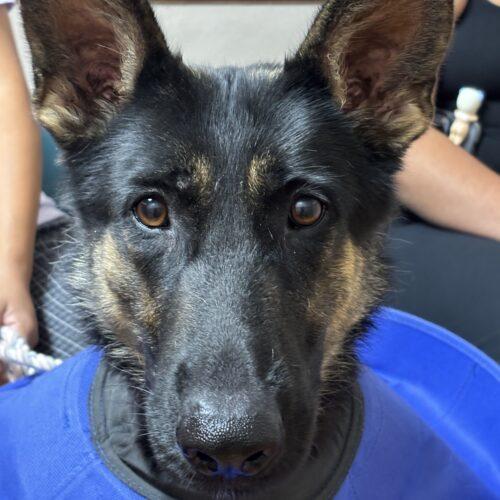 Penny, Adoptable, Young Female German Shepherd Dog.