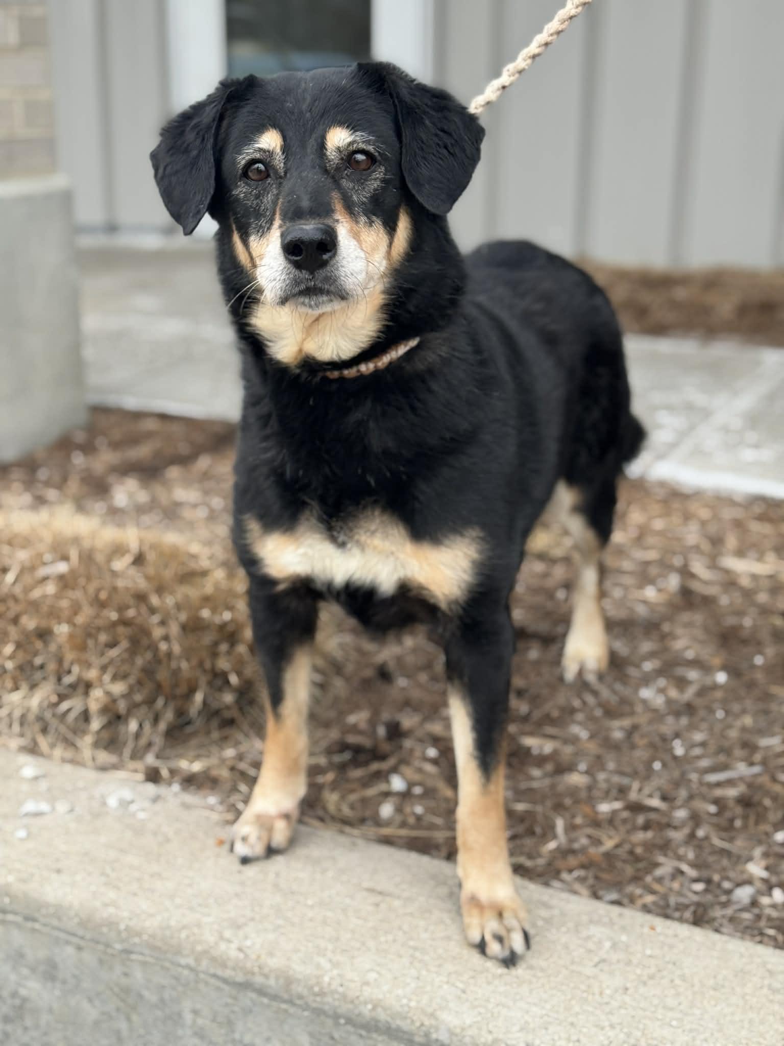 Enlarge Pumpkin, a ADOPTABLE Mixed Breed in Benton Harbor, MI image 4/6