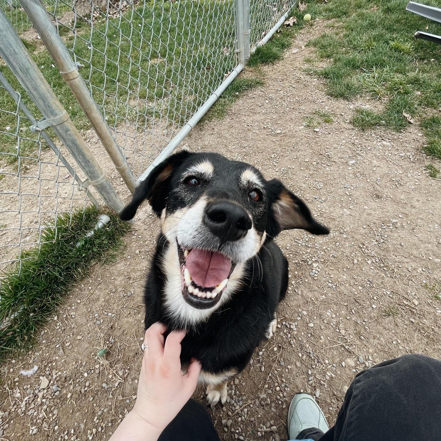 Enlarge Pumpkin, an adopted Mixed Breed in Benton Harbor, MI image 1/6