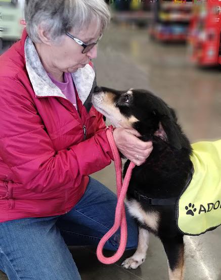 Pumpkin, ADOPTABLE, Adult Female Mixed Breed.