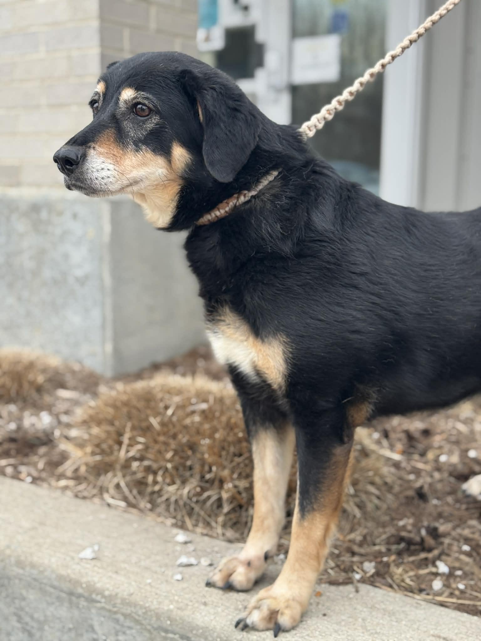 Enlarge Pumpkin, a ADOPTABLE Mixed Breed in Benton Harbor, MI image 5/6