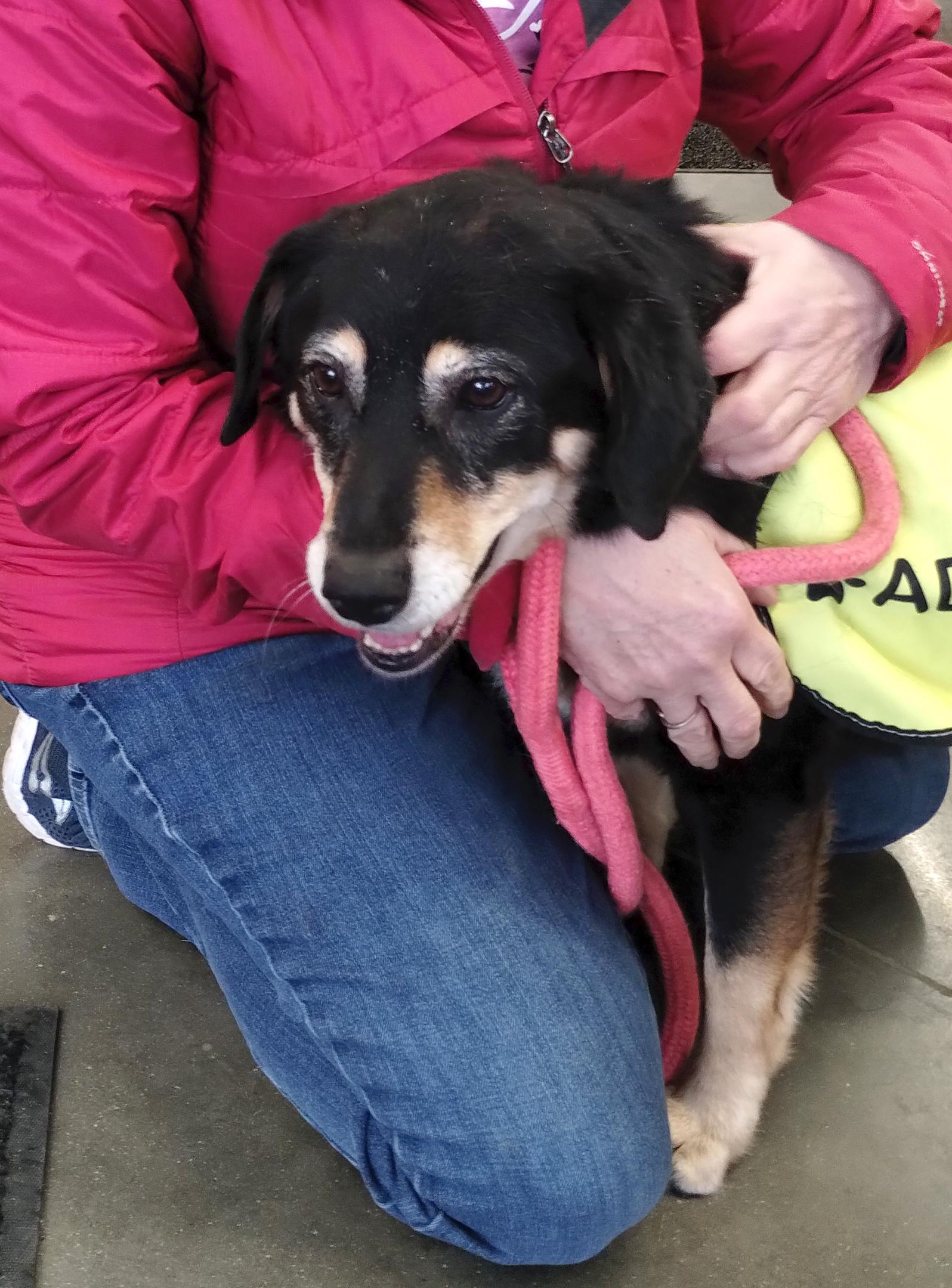 Enlarge Pumpkin, a ADOPTABLE Mixed Breed in Benton Harbor, MI image 3/6
