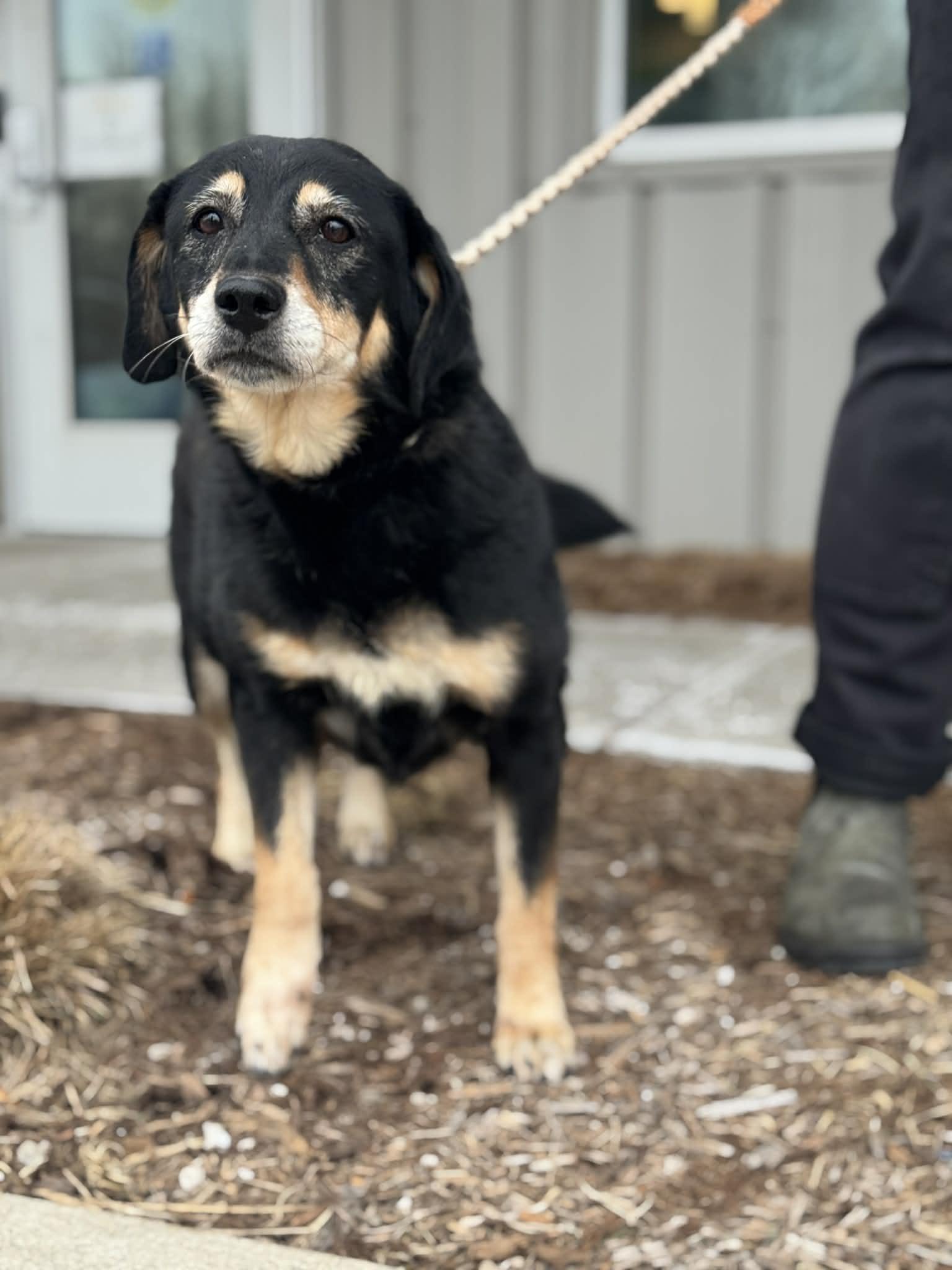 Enlarge Pumpkin, a ADOPTABLE Mixed Breed in Benton Harbor, MI image 2/6