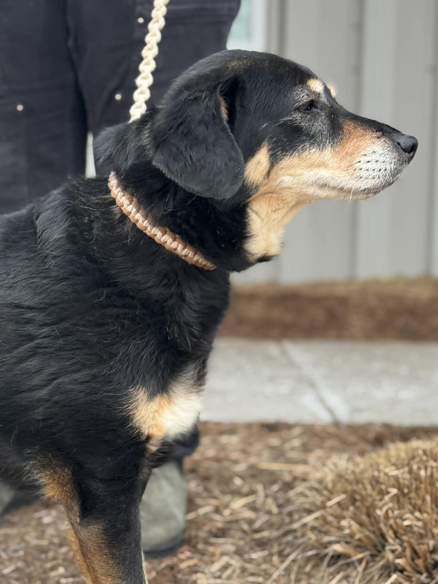 Enlarge Pumpkin, a ADOPTABLE Mixed Breed in Benton Harbor, MI image 6/6