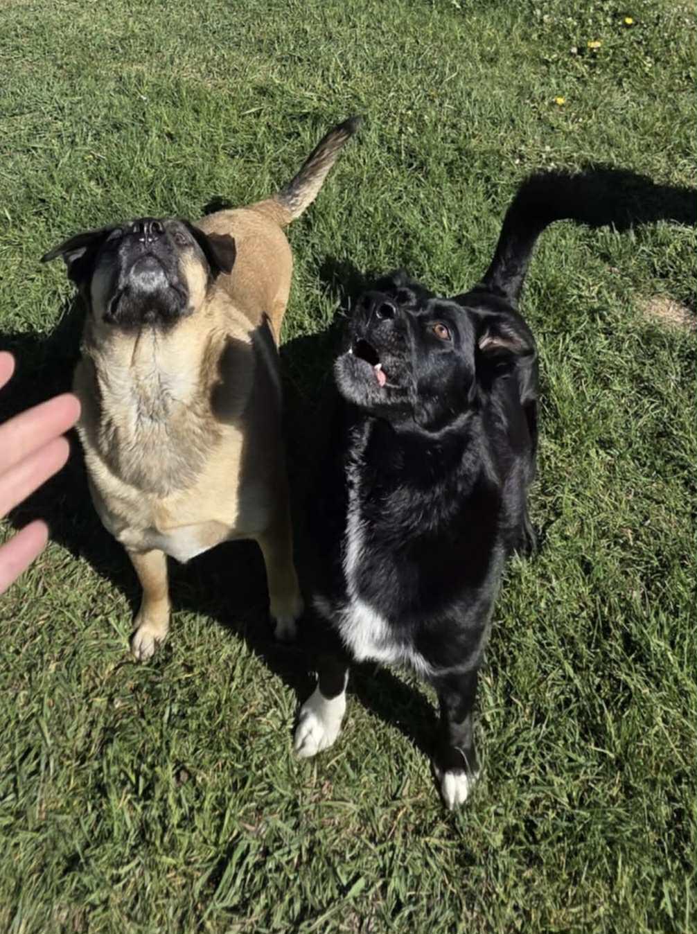 Enlarge Boe - Courtesy Listing see info, a Adoptable Mixed Breed in Polson, MT image 2/3