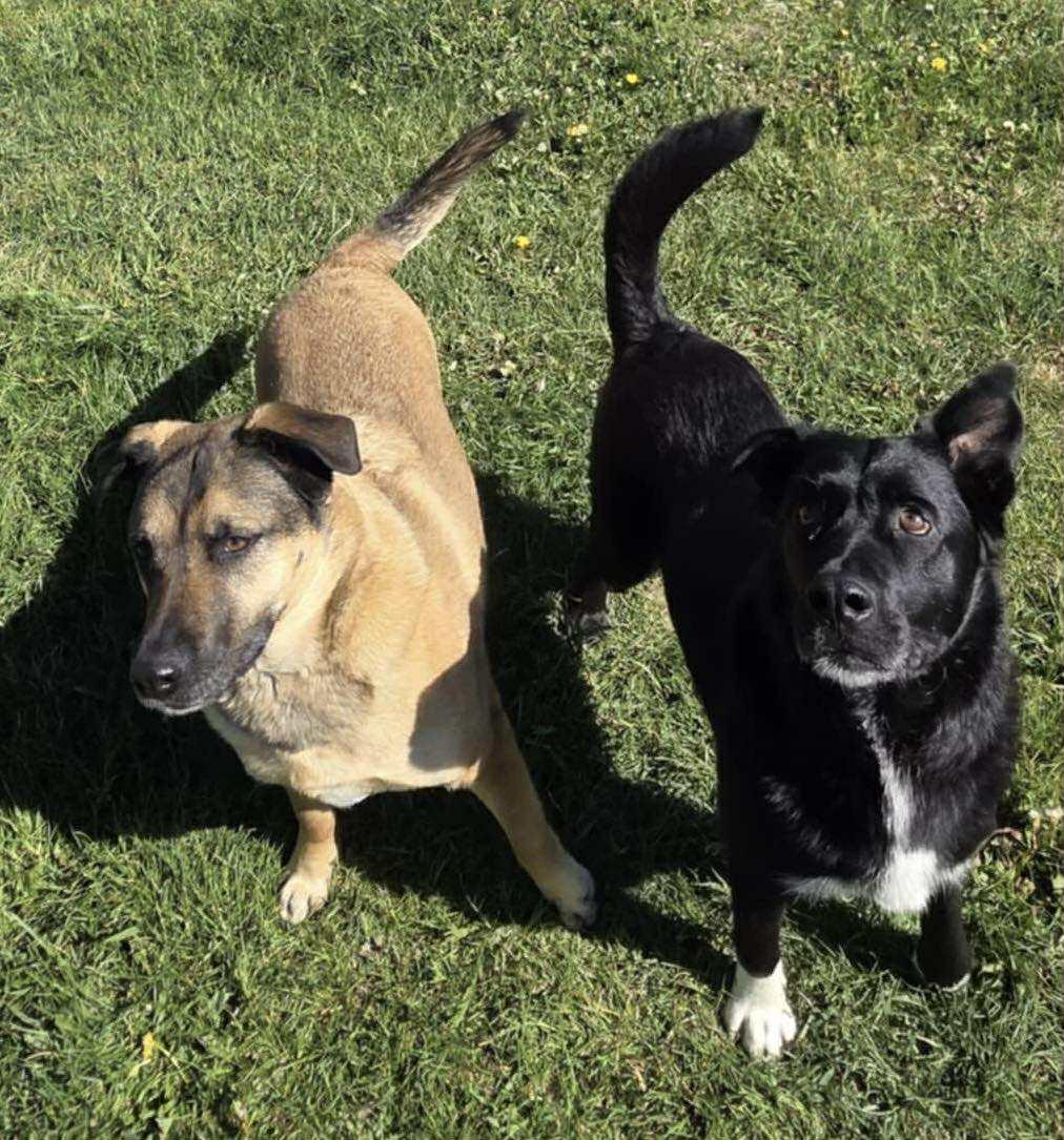 Enlarge Boe - Courtesy Listing see info, a Adoptable Mixed Breed in Polson, MT image 3/3