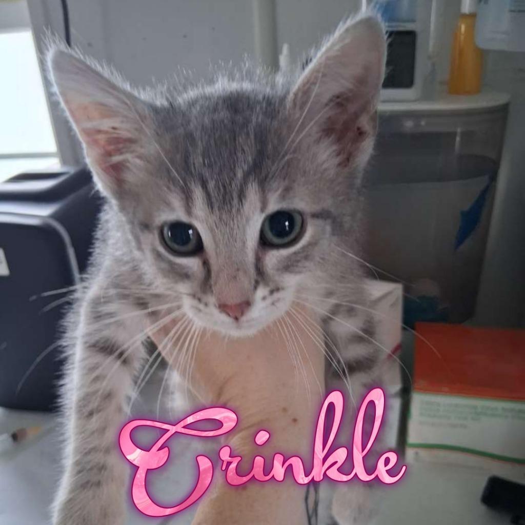 Enlarge Crinkle, a Adoptable Domestic Short Hair in Hillsboro, OH image 1/1