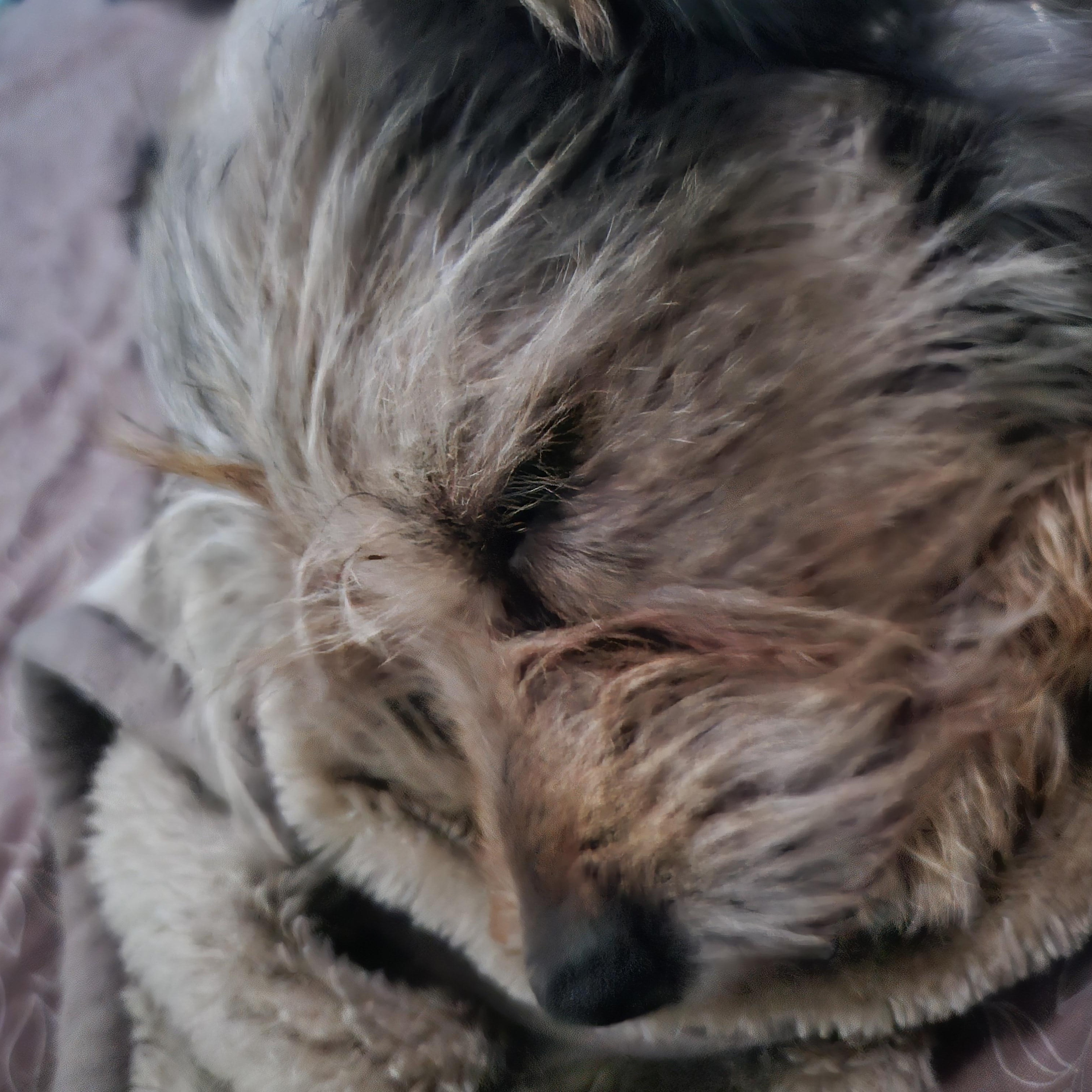 Opie, Adopted, Young Male Cairn Terrier & Yorkshire Terrier.