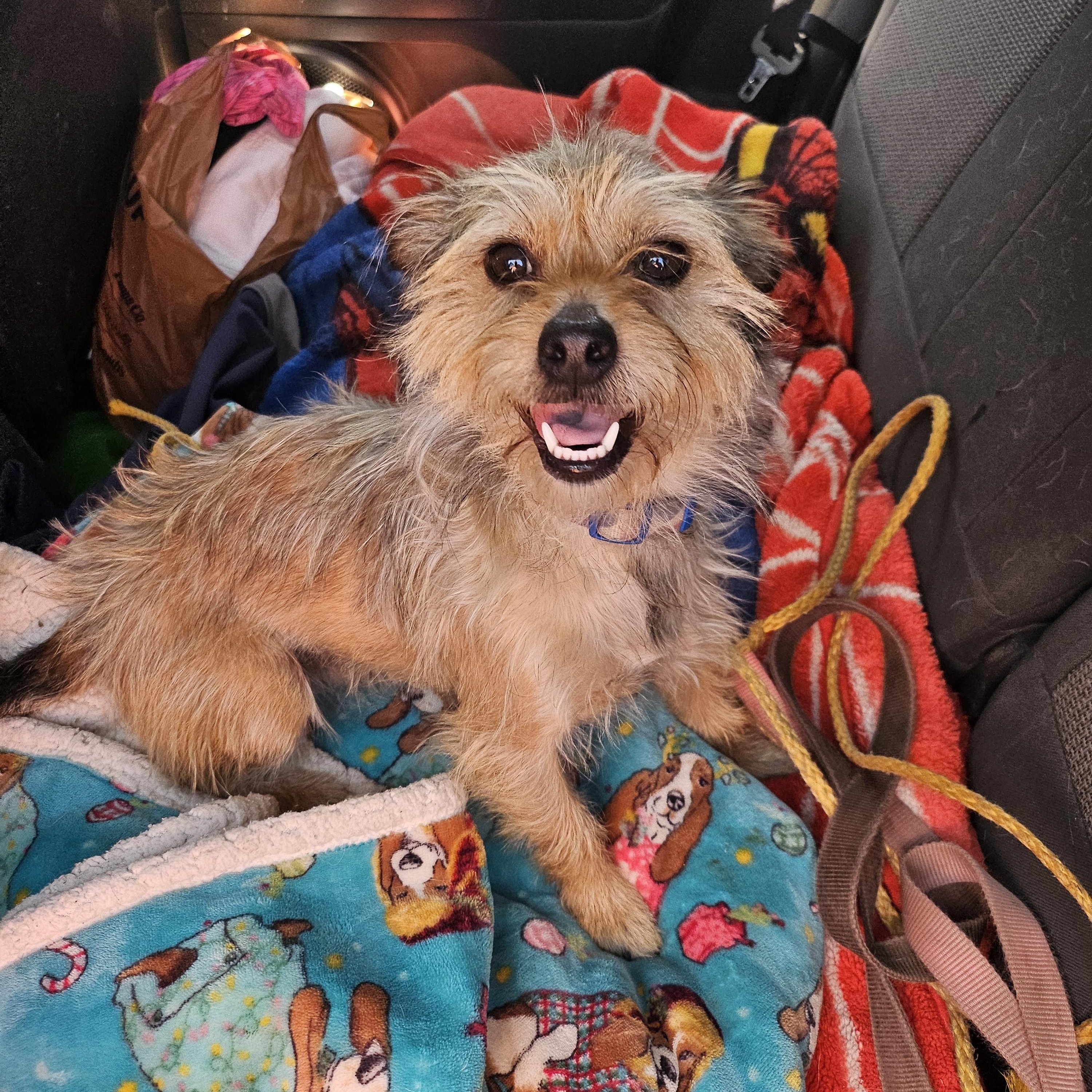 Enlarge Opie, a Adopted mixed breed in Colorado Springs, CO image 2/4