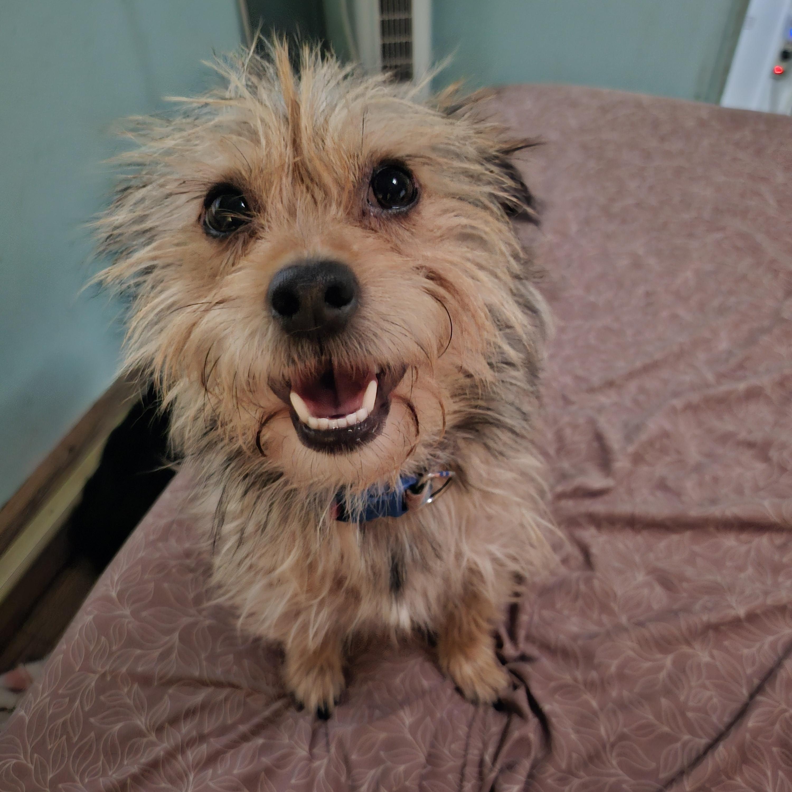 Enlarge Opie, a Adopted mixed breed in Colorado Springs, CO image 3/4