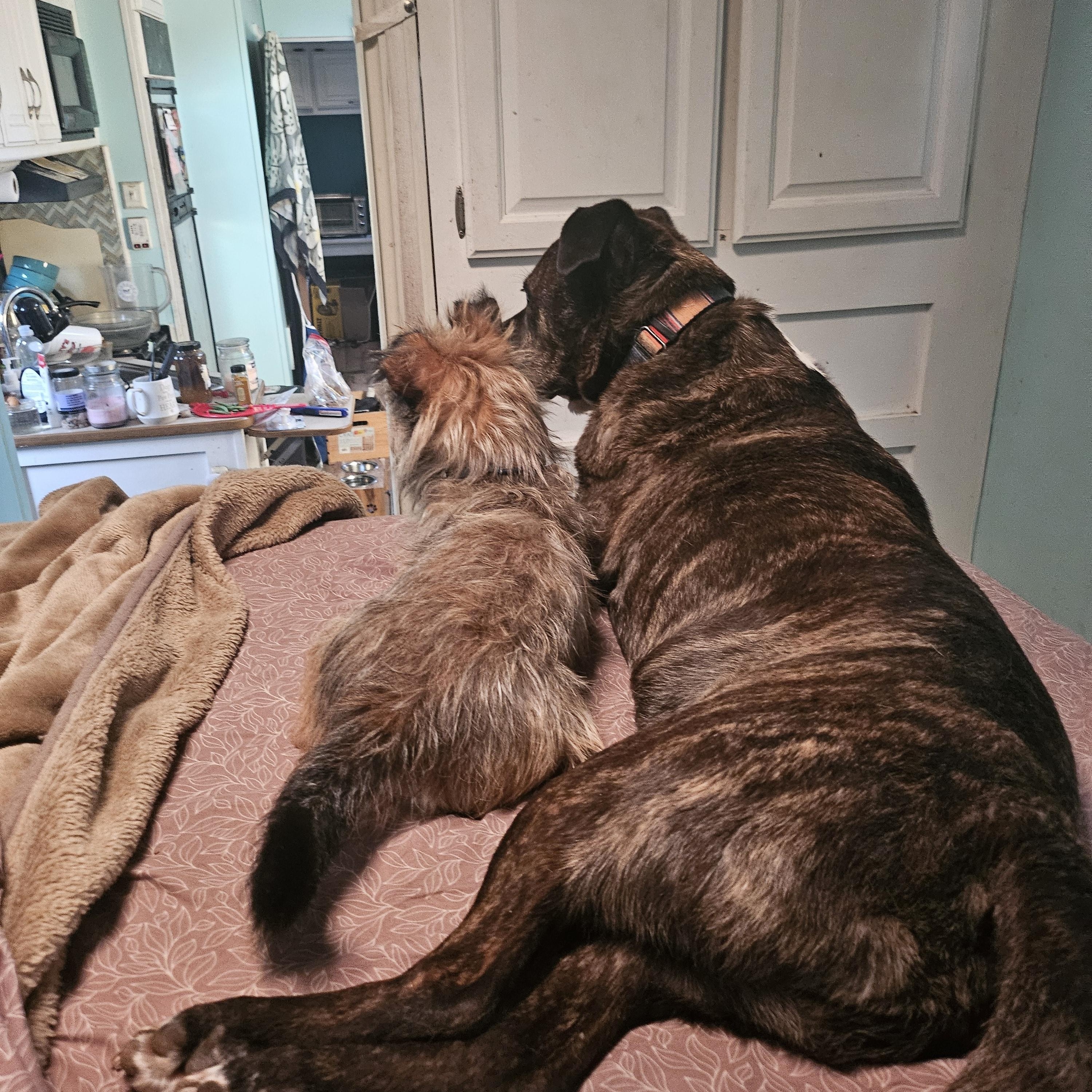 Enlarge Opie, a Adopted mixed breed in Colorado Springs, CO image 4/4