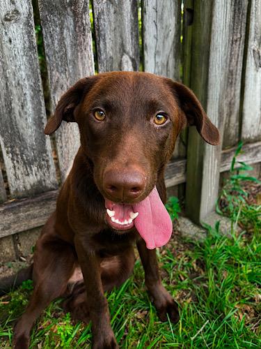 Enlarge Sal 4, a ADOPTABLE mixed breed in Killingworth, CT image 5/6
