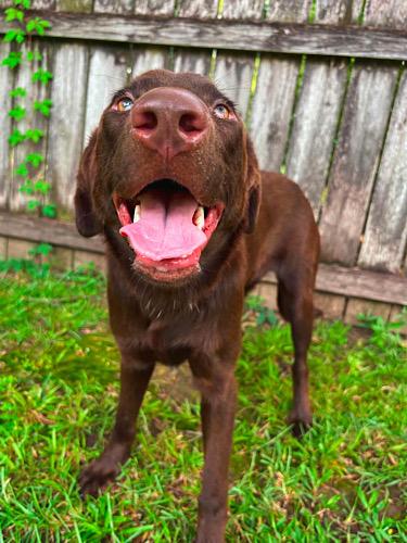 Enlarge Sal 4, a ADOPTABLE mixed breed in Killingworth, CT image 2/6